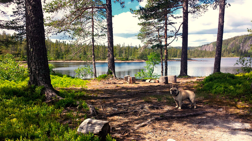 leirplass skrim